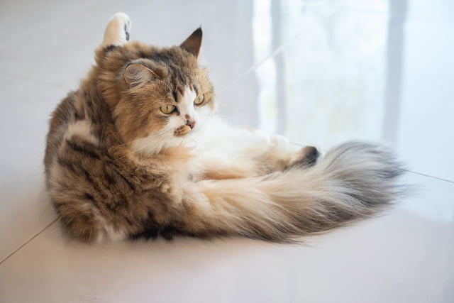 Fettschwanz bei Katzen